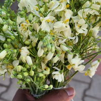 Moringa Flowers
